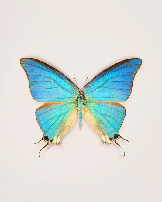 Cambridge (Pseudolycaena Marsyas)