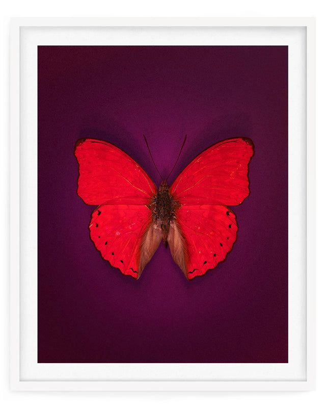 Cherry (Cymothoe Sangaris)