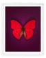 Cherry (Cymothoe Sangaris)