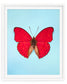 Cherry (Cymothoe sangaris)