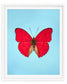 Cherry (Cymothoe Sangaris)