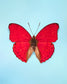 Cherry (Cymothoe sangaris)