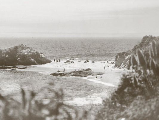 Coastal Kodak Brown I