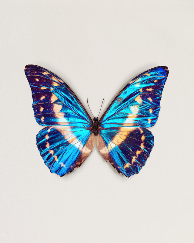 Cobalt (Morpho cypris)