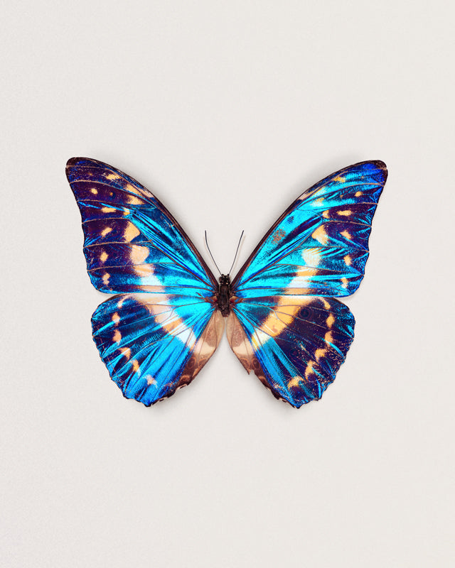 Cobalt (Morpho Cypris)