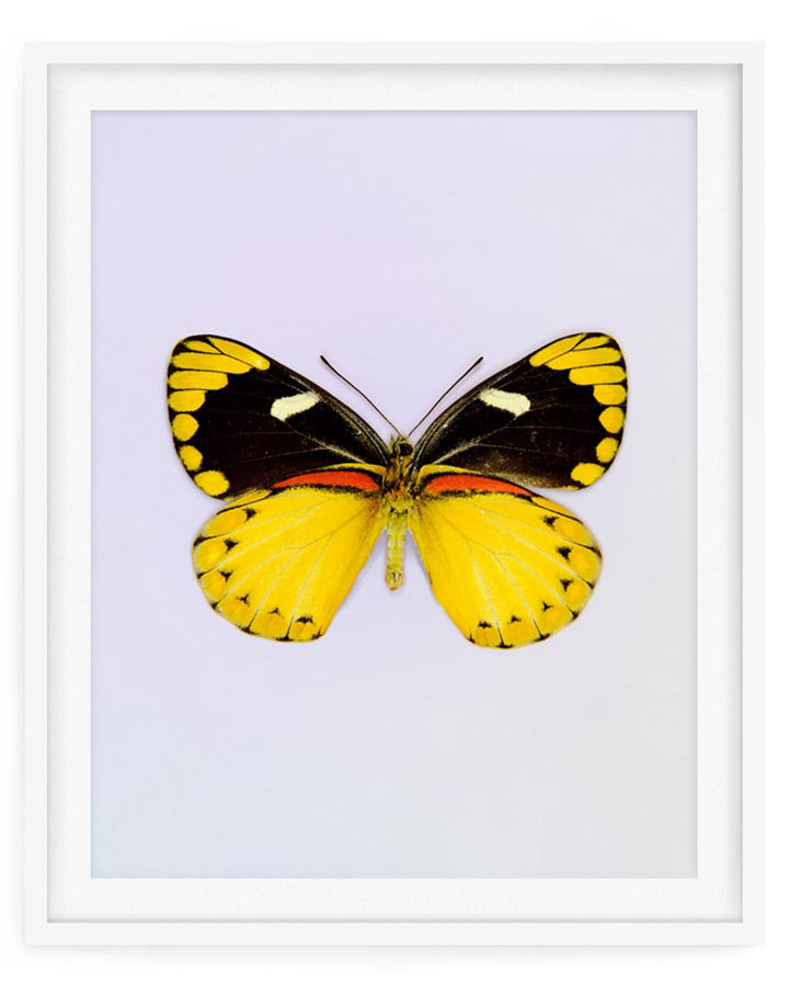 Delilah (Delias Splendida)