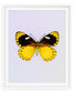 Delilah (Delias Splendida)
