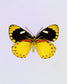 Delilah (Delias Splendida)