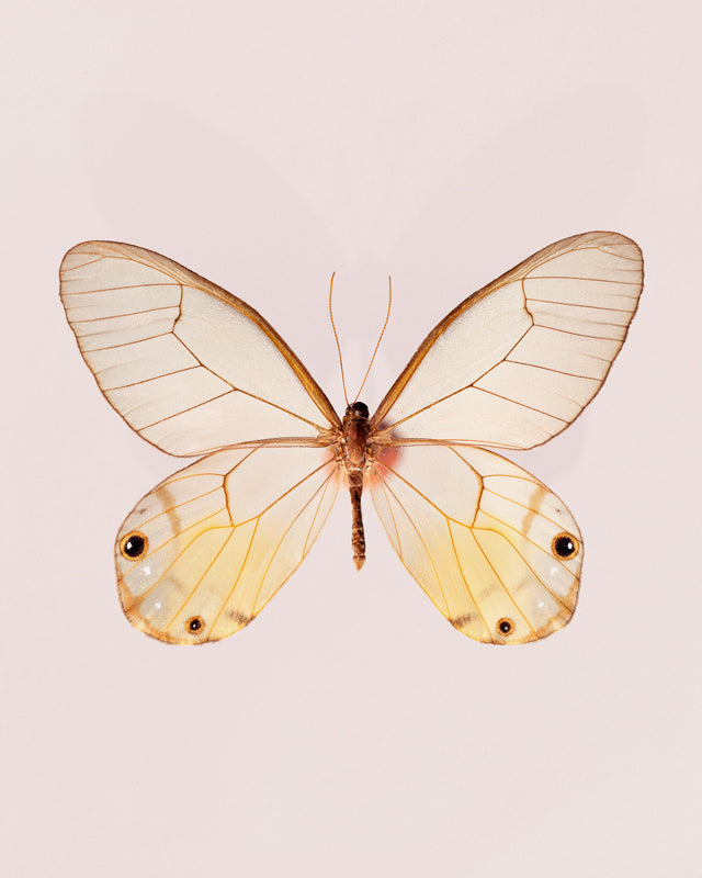 Amber (Haetera Piera)