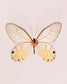 Amber (Haetera Piera)