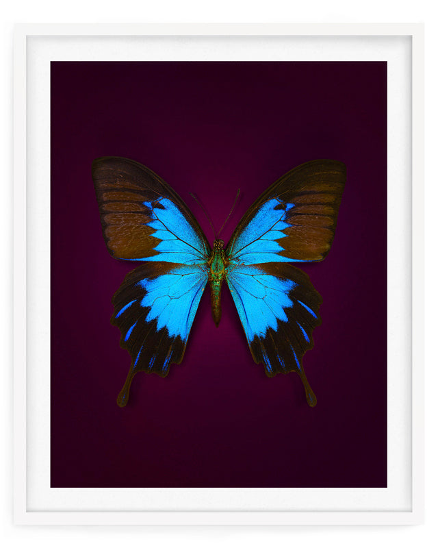 Blue Mountain (Papilio Ulysses)