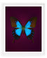 Blue Mountain (Papilio Ulysses)