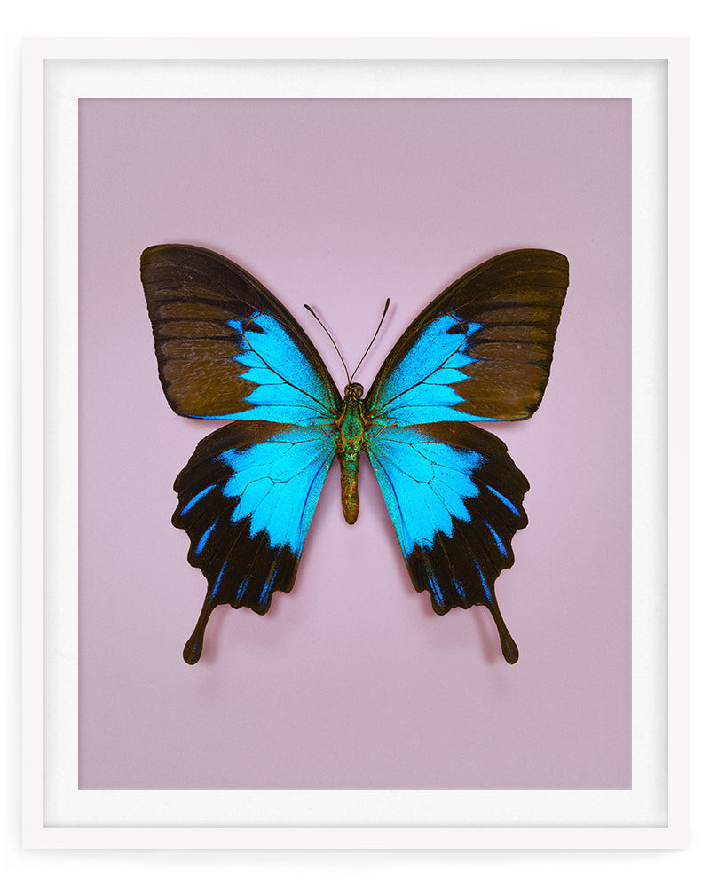 Blue Mountain (Papilio ulysses)