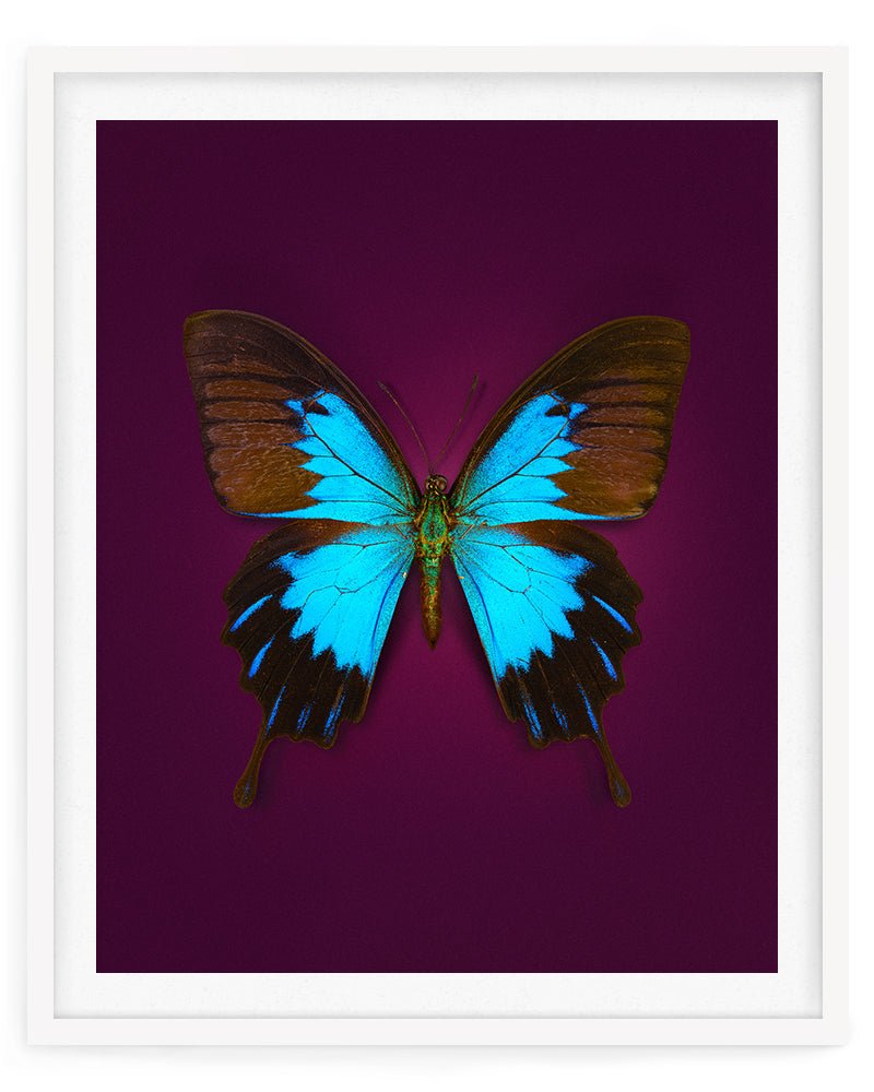 Blue Mountain (Papilio Ulysses)