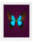 Blue Mountain (Papilio Ulysses)