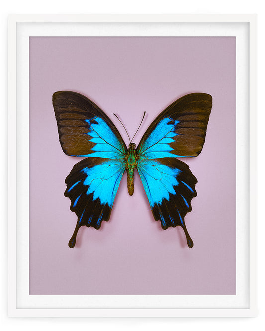 Blue Mountain (Papilio ulysses)