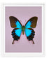 Blue Mountain (Papilio ulysses)
