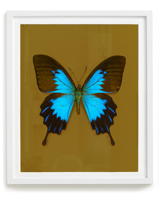 Blue Mountain (Papilio ulysses)