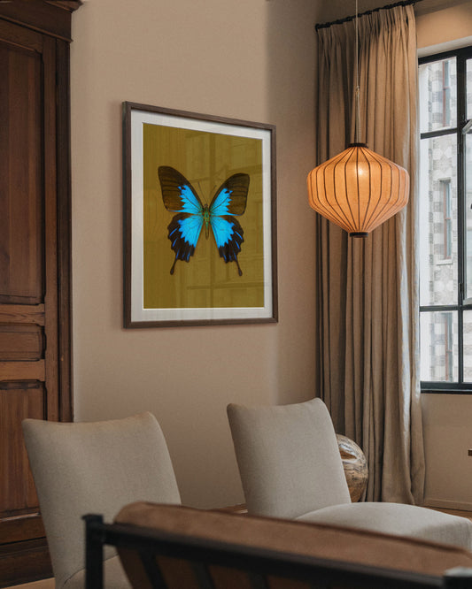 Blue Mountain (Papilio ulysses)