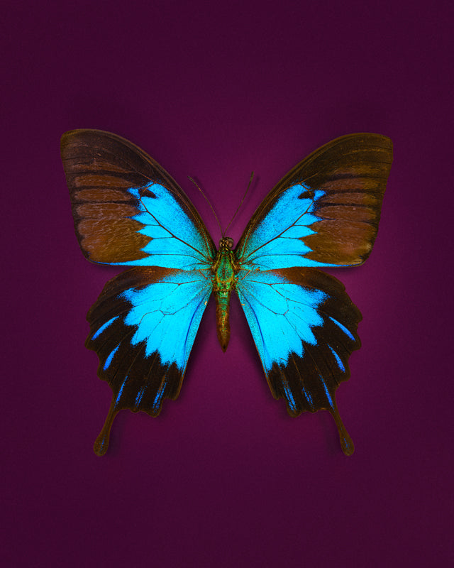 Blue Mountain (Papilio Ulysses)