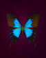 Blue Mountain (Papilio Ulysses)
