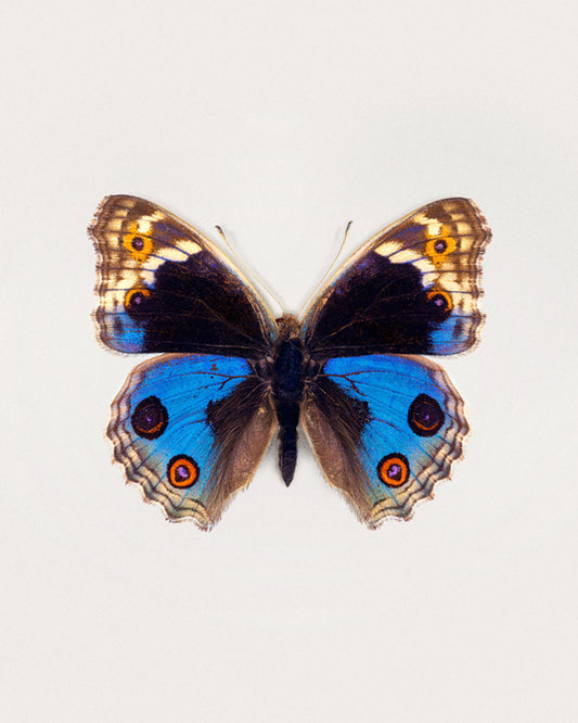 Blue Pansy (Junonia Orithya)