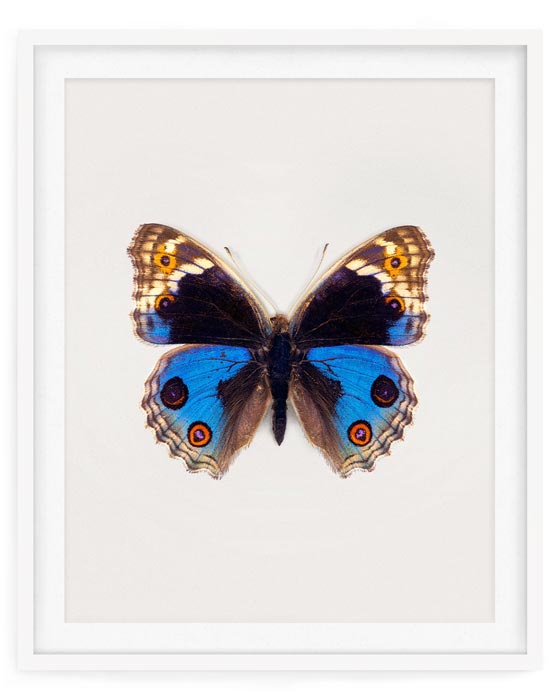 Blue Pansy (Junonia Orithya)
