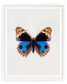 Blue Pansy (Junonia Orithya)