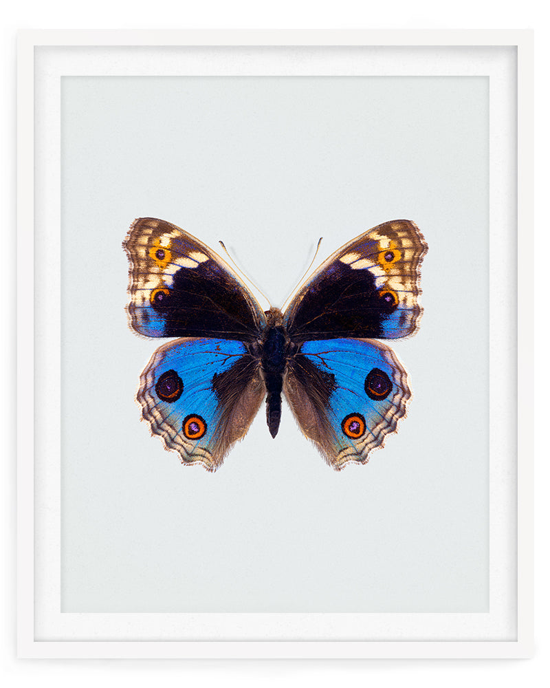 Blue Pansy (Junonia Orithya)