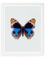 Blue Pansy (Junonia Orithya)