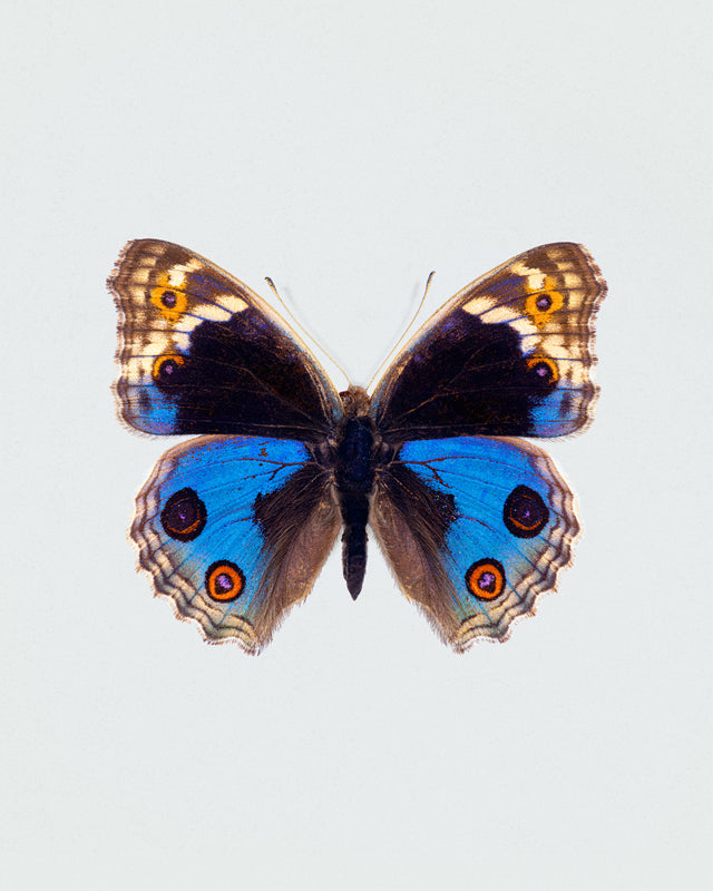 Blue Pansy (Junonia Orithya)