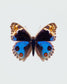 Blue Pansy (Junonia Orithya)
