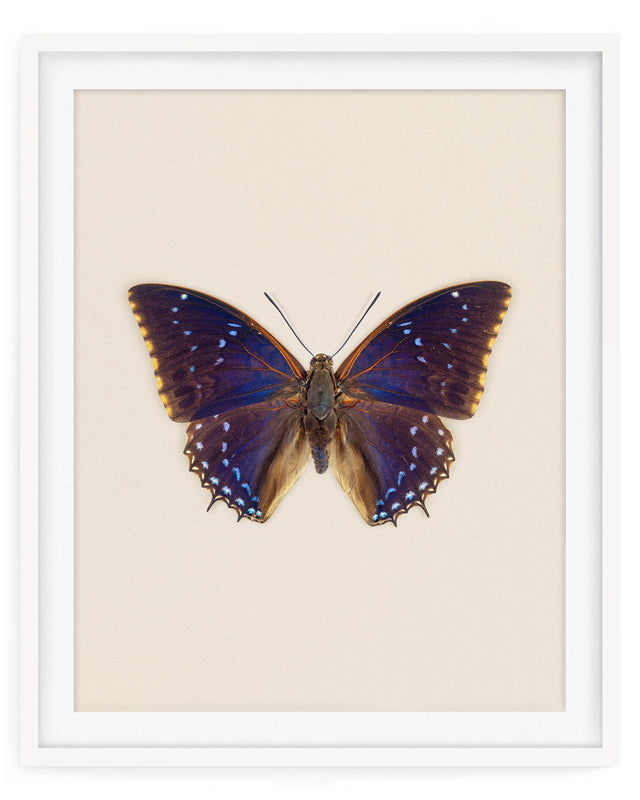 Blueberry (Charaxes Tiridates)