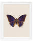 Blueberry (Charaxes Tiridates)