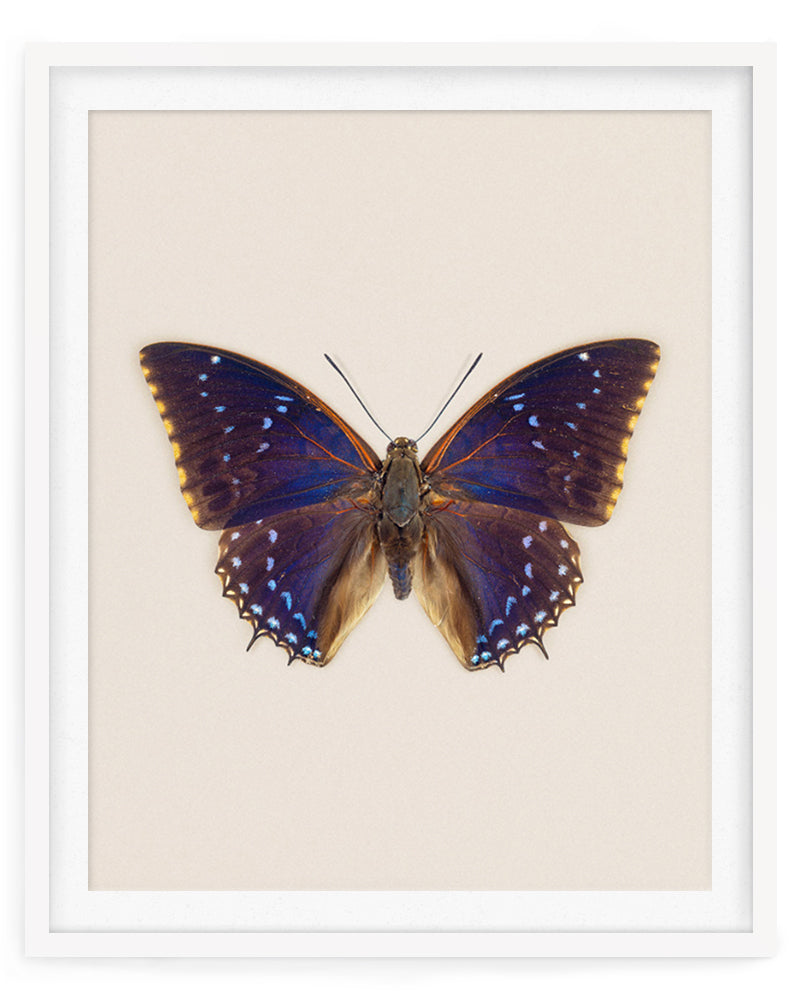 Blueberry (Charaxes tiridates)