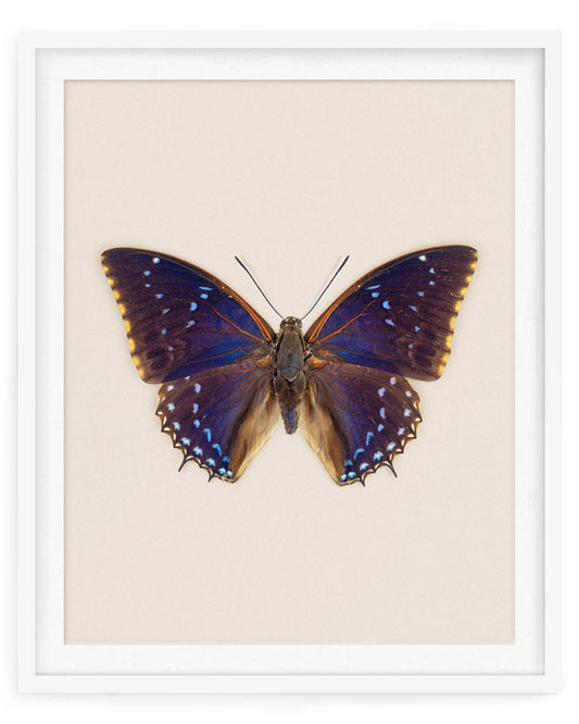 Blueberry (Charaxes tiridates)