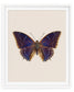 Blueberry (Charaxes tiridates)