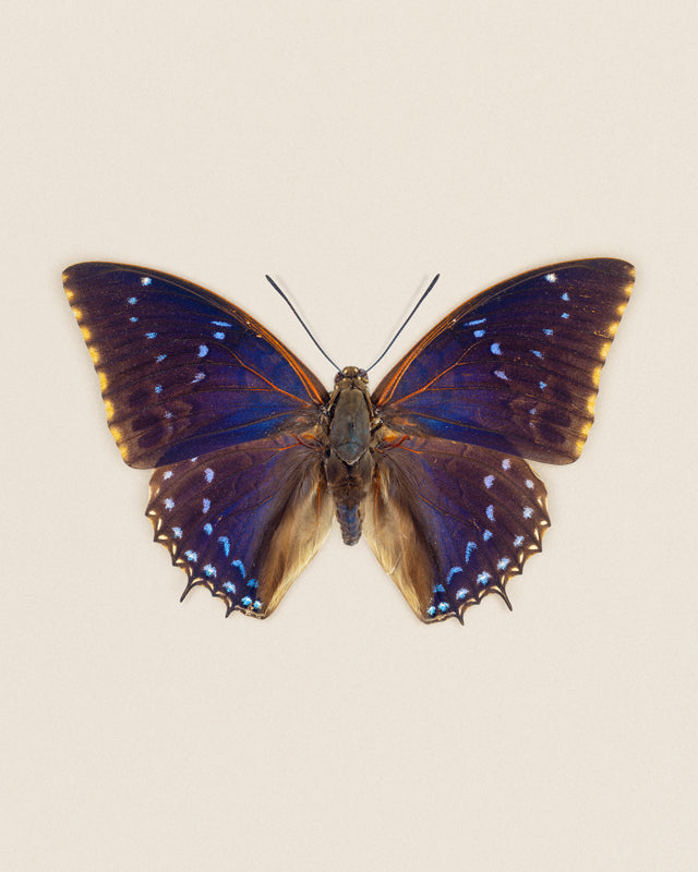 Blueberry (Charaxes tiridates)