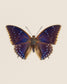 Blueberry (Charaxes tiridates)
