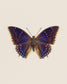 Blueberry (Charaxes Tiridates)