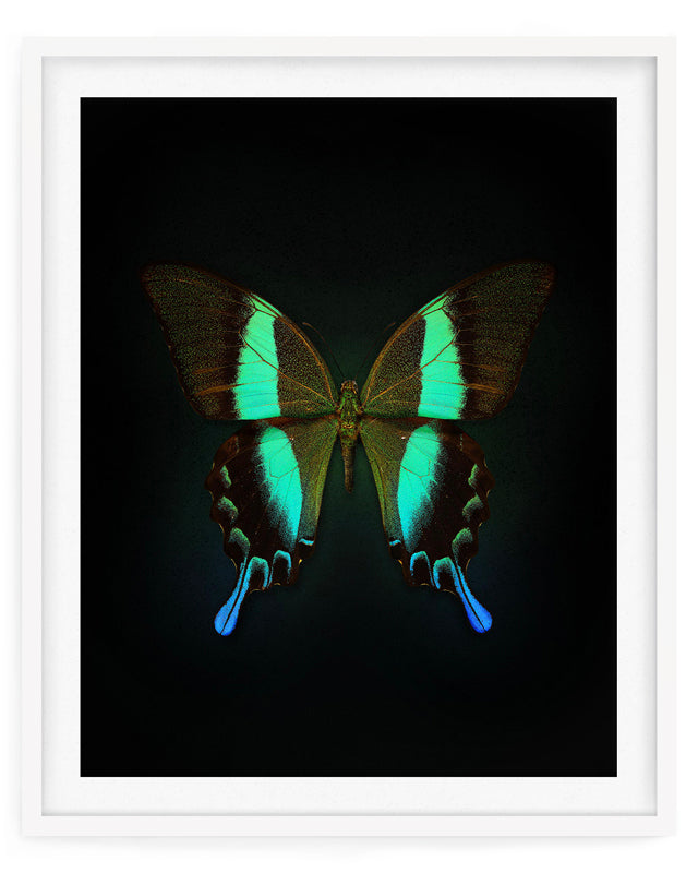 Blume's (Papilio Blumei)