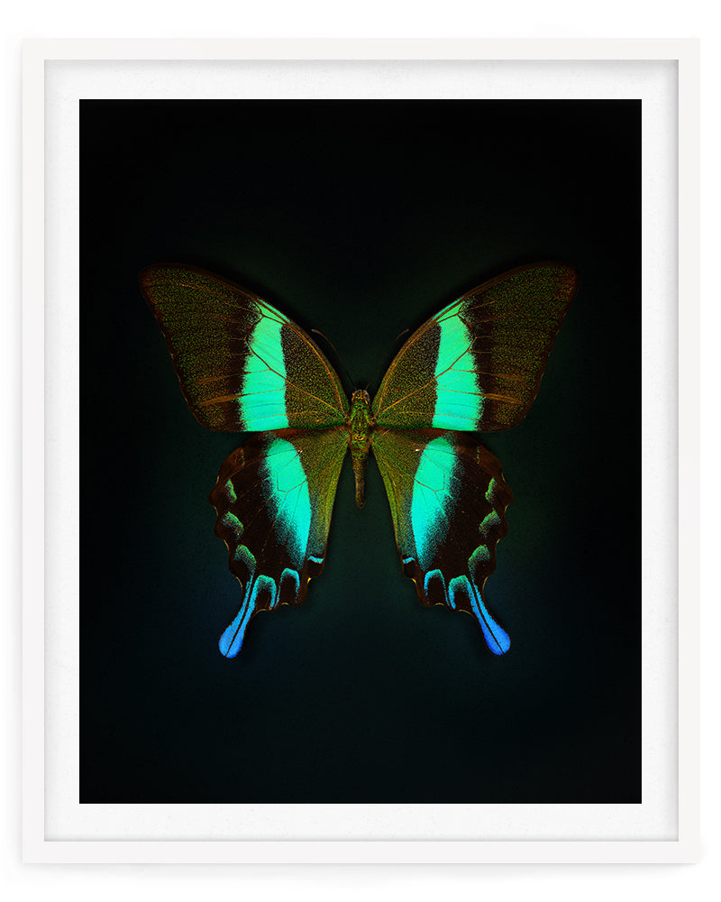 Blume's (Papilio Blumei)