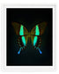 Blume's (Papilio Blumei)