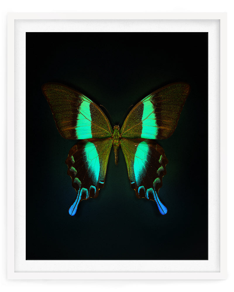 Blume's (Papilio blumei)