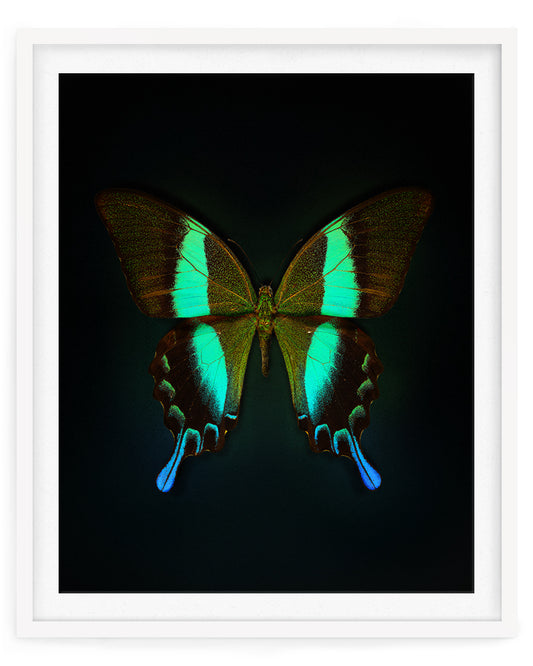 Blume's (Papilio blumei)