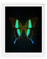 Blume's (Papilio blumei)