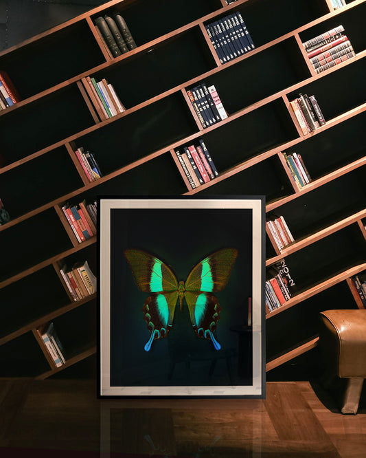 Blume's (Papilio blumei)