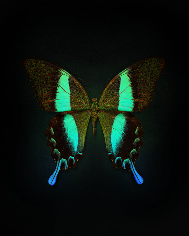 Blume's (Papilio Blumei)