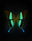 Blume's (Papilio Blumei)
