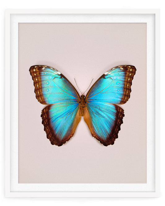 Brilliant Blue (Morpho peleides)